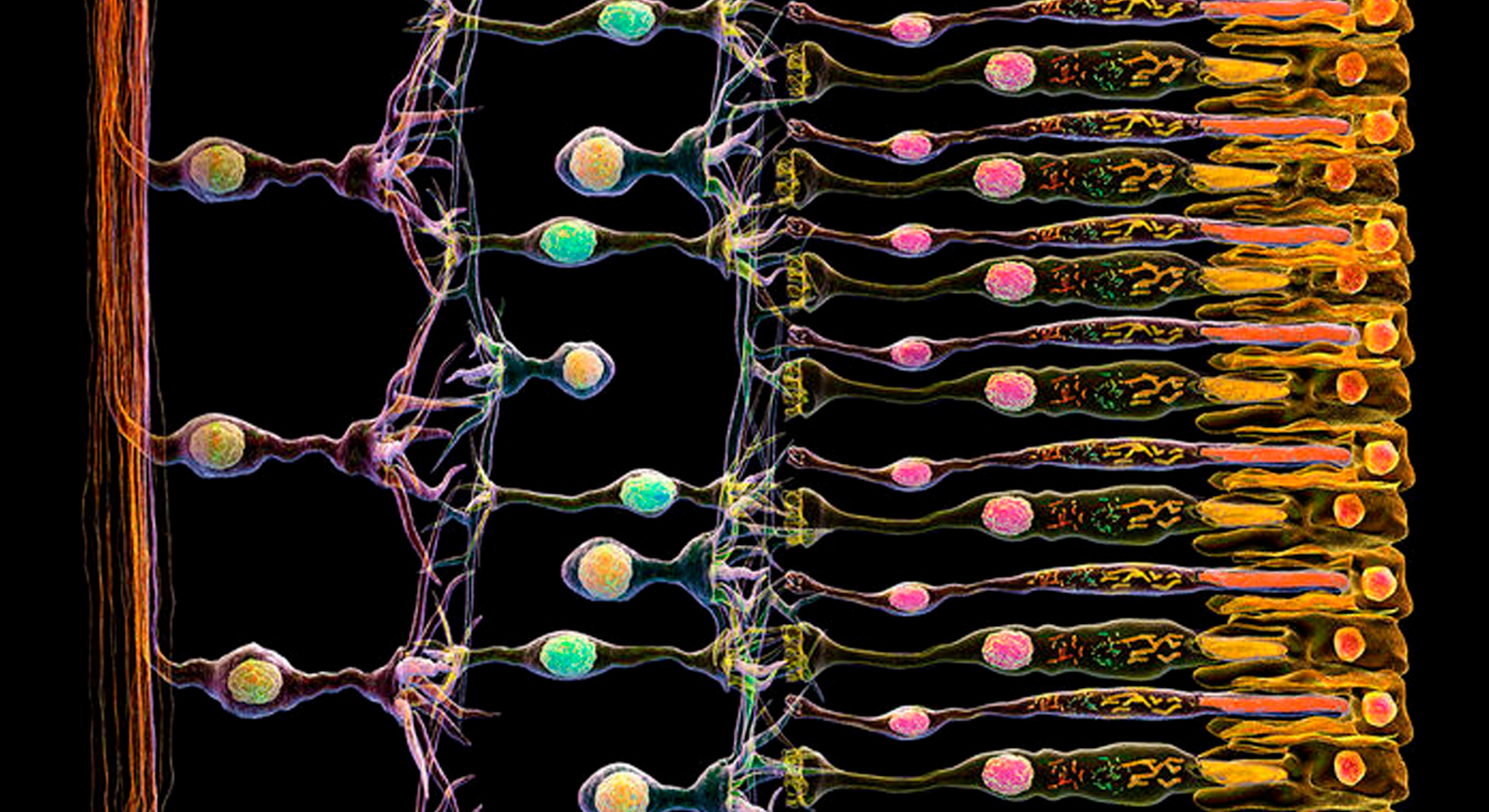 Библиотеки для нейронных сетей. Палочки и колбочки сетчатки. Глиальные клетки сетчатки. Сетчатка палочки колбочки микроскоп. Колбочки в сетчатке глаза.