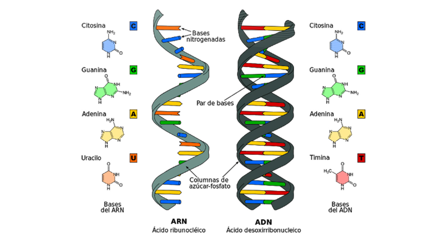 Генетика слюна. Схема строения молекулы ДНК И РНК. Схема строения ДНК И РНК. Нуклеиновые кислоты как выглядят. Строение нуклеиновых кислот РНК.